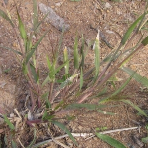 Panicum capillare/hillmanii at Flynn, ACT - 2 Apr 2023 03:10 PM