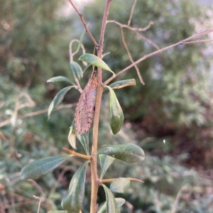 Stenosmylus tenuis at Hackett, ACT - 18 Apr 2023 11:00 AM