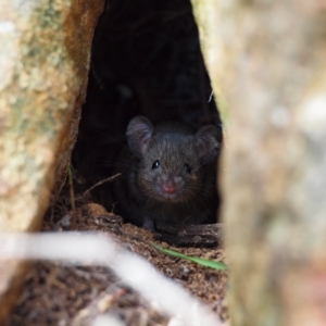 Mus musculus at Campbell, ACT - 27 Apr 2023