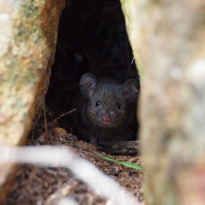 Mus musculus (House Mouse) at Campbell, ACT - 27 Apr 2023 by rbannister