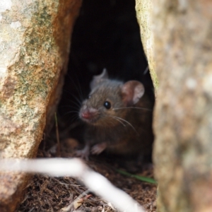 Mus musculus at Campbell, ACT - 27 Apr 2023