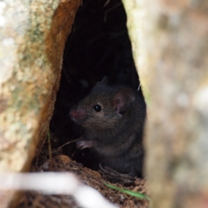 Mus musculus at Campbell, ACT - 27 Apr 2023 02:30 PM