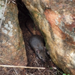 Mus musculus at Campbell, ACT - 27 Apr 2023