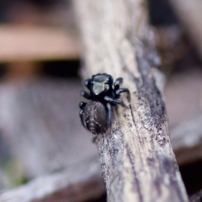 Euophryinae sp.(Undescribed) (subfamily) at Acton, ACT - 28 Apr 2023 by KorinneM