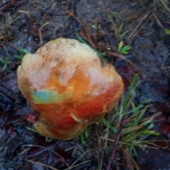 Boletus sp. at Bruce, ACT - 30 Apr 2023