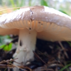 zz agaric (stem; gills white/cream) at Flea Bog Flat to Emu Creek Corridor - 30 Apr 2023 by PandaLemon