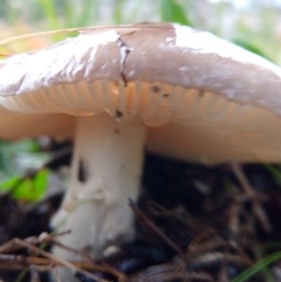 zz agaric (stem; gills white/cream) at Flea Bog Flat to Emu Creek Corridor - 30 Apr 2023 by PandaLemon