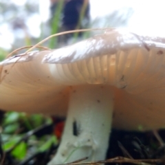 zz agaric (stem; gills white/cream) at Bruce, ACT - 30 Apr 2023