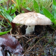 zz agaric (stem; gills white/cream) at Bruce, ACT - 30 Apr 2023