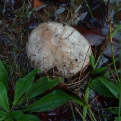 zz agaric (stem; gills white/cream) at Bruce, ACT - 30 Apr 2023