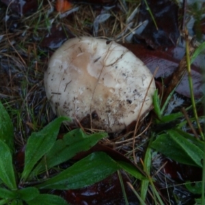 zz agaric (stem; gills white/cream) at Bruce, ACT - 30 Apr 2023