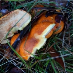 Gymnopilus junonius at Bruce, ACT - 30 Apr 2023