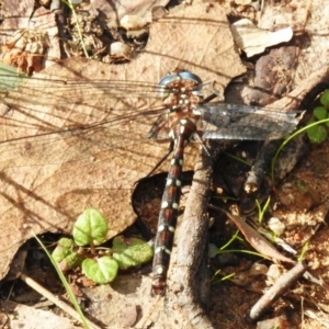 Austroaeschna pulchra at Paddys River, ACT - 27 Apr 2023 03:10 PM