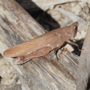 Goniaea opomaloides at Paddys River, ACT - 27 Apr 2023 02:45 PM