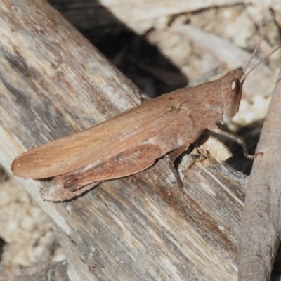 Goniaea opomaloides (Mimetic Gumleaf Grasshopper) at Paddys River, ACT - 27 Apr 2023 by JohnBundock