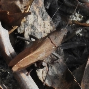 Goniaea opomaloides at Paddys River, ACT - 27 Apr 2023