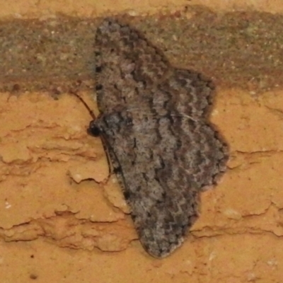 Psilosticha attacta (Looper Moth) at Wanniassa, ACT - 26 Apr 2023 by JohnBundock
