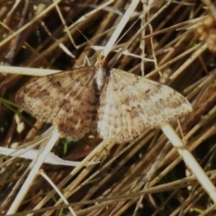 Scopula rubraria (Reddish Wave, Plantain Moth) at Rendezvous Creek, ACT - 23 Apr 2023 by JohnBundock