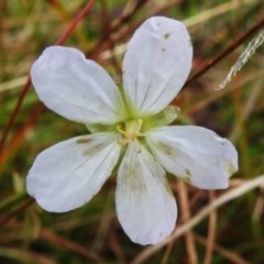 Geranium neglectum (Red-stemmed Cranesbill) at Paddys River, ACT - 27 Apr 2023 by JohnBundock