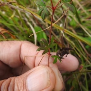 Geranium neglectum at Paddys River, ACT - 27 Apr 2023