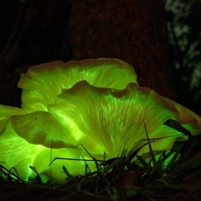 Omphalotus nidiformis (Ghost Fungus) at Penrose, NSW - 25 Apr 2023 by Aussiegall