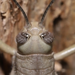 Valanga irregularis (Hedge Grasshopper) at Ormiston, QLD - 29 Apr 2023 by TimL