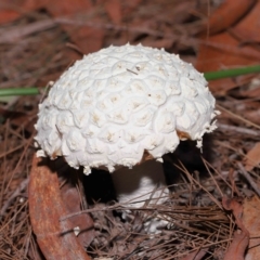 Unidentified Cap on a stem; gills below cap [mushrooms or mushroom-like] at Alexandra Hills, QLD - 22 Apr 2023 by TimL