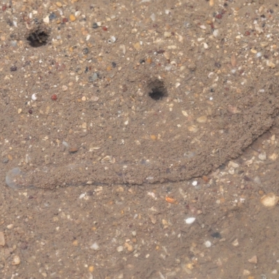 Unidentified Other Marine Invertebrate at Wellington Point, QLD - 26 Apr 2023 by TimL