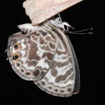 Leptotes plinius (Plumbago Blue) at Capalaba, QLD - 23 Apr 2023 by TimL