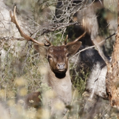 Dama dama (Fallow Deer) at Michelago, NSW - 28 Apr 2023 by Illilanga