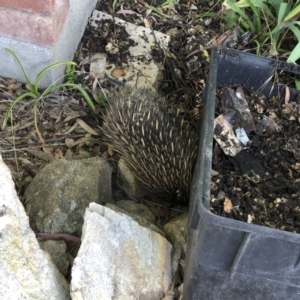 Tachyglossus aculeatus at Michelago, NSW - 23 Dec 2022