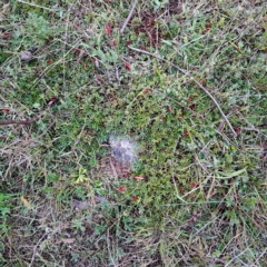 Styphelia humifusum (Cranberry Heath) at Kambah, ACT - 1 May 2023 by LPadg