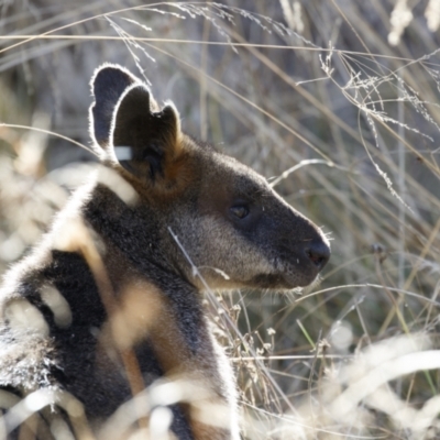 Wallabia bicolor (Swamp Wallaby) at Bredbo, NSW - 23 Apr 2023 by Illilanga