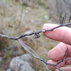 Orthorhinus cylindrirostris at Kambah, ACT - 1 May 2023