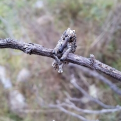 Orthorhinus cylindrirostris at Kambah, ACT - 1 May 2023