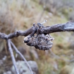 Orthorhinus cylindrirostris at Kambah, ACT - 1 May 2023 09:02 AM