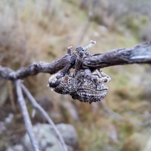 Orthorhinus cylindrirostris at Kambah, ACT - 1 May 2023 09:02 AM