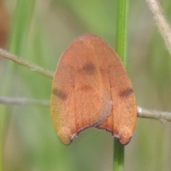 Tortricopsis uncinella (A concealer moth) at Pollinator-friendly garden Conder - 8 Nov 2022 by michaelb