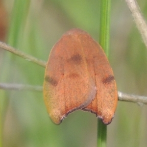 Tortricopsis uncinella at Conder, ACT - 8 Nov 2022 04:46 PM