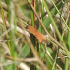 Tortricopsis uncinella at Conder, ACT - 8 Nov 2022