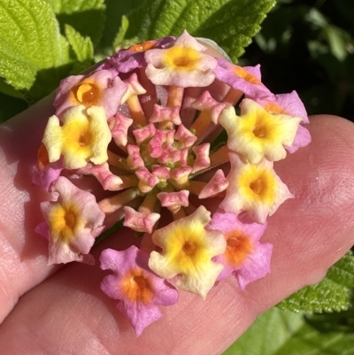 Lantana camara (Lantana) at Kangaroo Valley, NSW - 1 May 2023 by lbradley