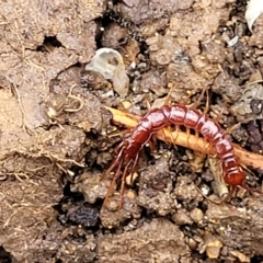 Lithobiomorpha (order) (Unidentified stone centipede) at Belconnen, ACT - 1 May 2023 by trevorpreston