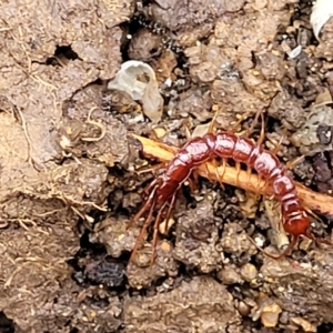 Lithobiomorpha (order) at Belconnen, ACT - 1 May 2023