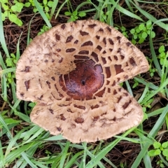 Chlorophyllum/Macrolepiota sp. (genus) at Belconnen, ACT - 1 May 2023 by trevorpreston