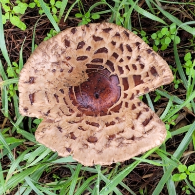 Chlorophyllum/Macrolepiota sp. (genus) at Belconnen, ACT - 1 May 2023 by trevorpreston