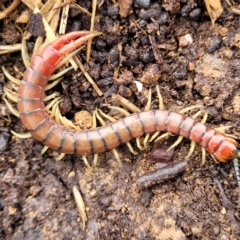 Cormocephalus aurantiipes (Orange-legged Centipede) at Belconnen, ACT - 1 May 2023 by trevorpreston