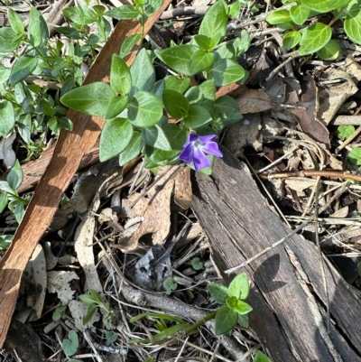 Vinca major (Blue Periwinkle) at Kangaroo Valley, NSW - 1 May 2023 by lbradleyKV