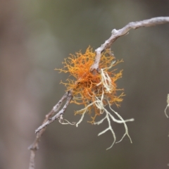 Teloschistes sp. (genus) at Woodgate, QLD - 2 Sep 2022 by Gaylesp8