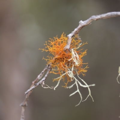 Teloschistes sp. at Woodgate, QLD - 2 Sep 2022 by Gaylesp8