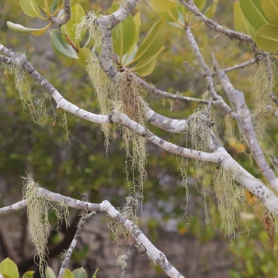 Unidentified Lichen, Moss or other Bryophyte at Woodgate, QLD - 2 Sep 2022 by Gaylesp8